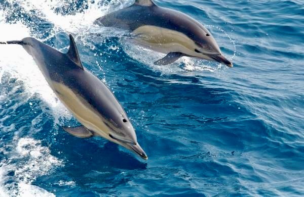 Paseo en barco con delfines en Marbella